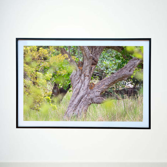 Perched high for the perfect jungle vantage point -  Photograph Print with Frame