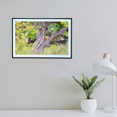 Perched high for the perfect jungle vantage point -  Photograph Print with Frame