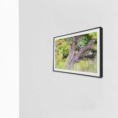 Perched high for the perfect jungle vantage point -  Photograph Print with Frame