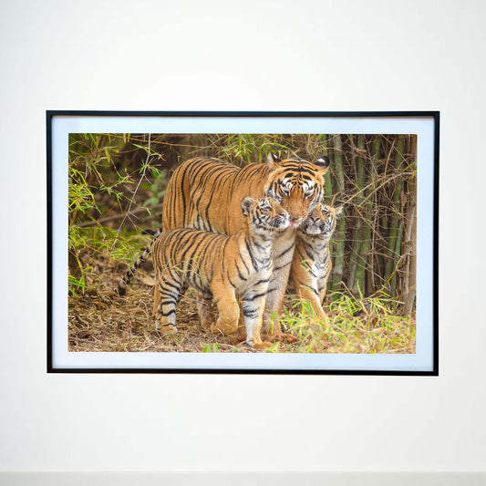 A mother's love, flanked by tiny, affectionate noses -  Photograph Print with Frame