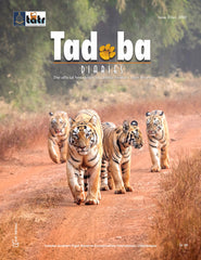 Tadoba Diaries - January 2022 (Digital only)