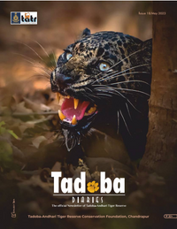 Tadoba Diaries - May 2023 (Digital only)