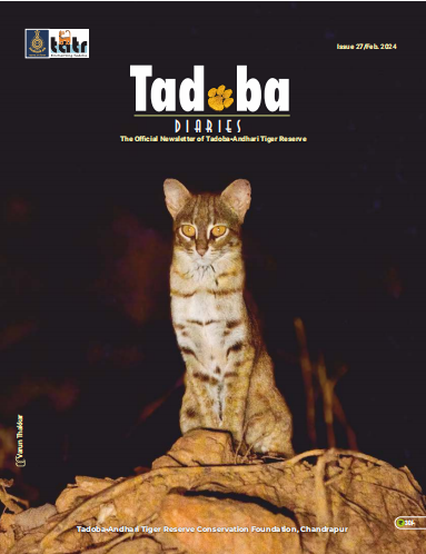 Tadoba Diaries - February 2024 (Digital only)