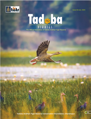 Tadoba Diaries - January 2024 (Digital only)