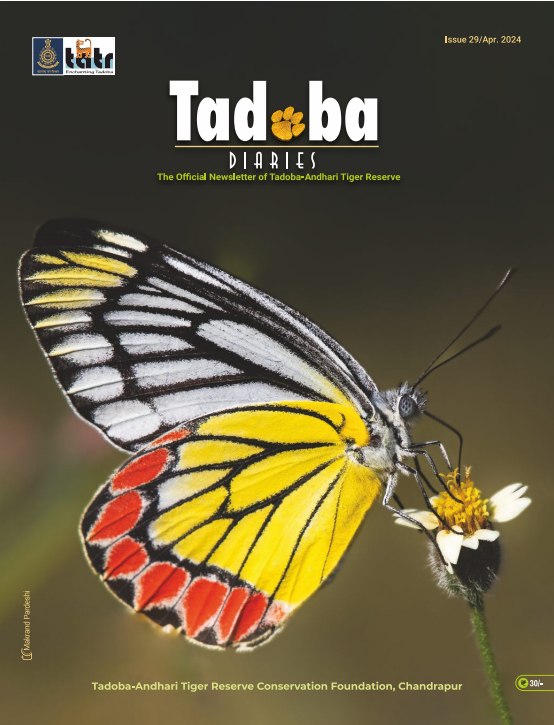 Tadoba Diaries - April 2024 (Digital only)