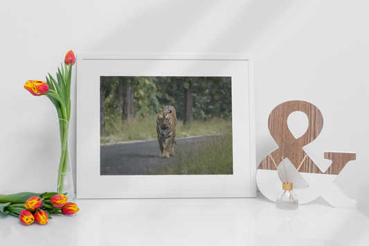Tiger - Frame your world in our Premium Stainless Steel Floating Photoframe